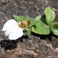 Blepharis maderaspatensis (L.) B.Heyne ex Roth